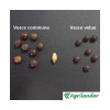 Vesce d'hiver GRAVESA Bio