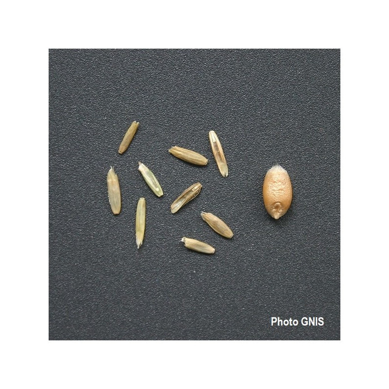 RGI 2N alternatif ESTANZUELA 284, Ray-grass d'Italie RGI 2N alternatif ESTANZUELA 284, Ray-grass d'Italie
