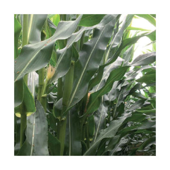 Maïs DKC 3575 indice 280
