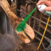 HOOF FIT SPRAY REPIDERMA