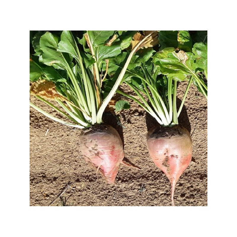 Betterave fourragère RIBAMBELLE