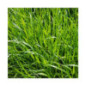 RGI 2N alternatif Bio MILLENIUM, Ray-grass d'Italie Bio