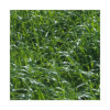 RGA 4N intermédiaire Bio SOLEN, Ray-grass Anglais