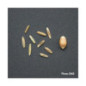 RGI 2N alternatif ESTANZUELA 284, Ray-grass d'Italie