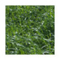 RGI 4N alternatif OBELIX, Ray-grass d'Italie