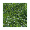RGI 4N alternatif OBELIX, Ray-grass d'Italie