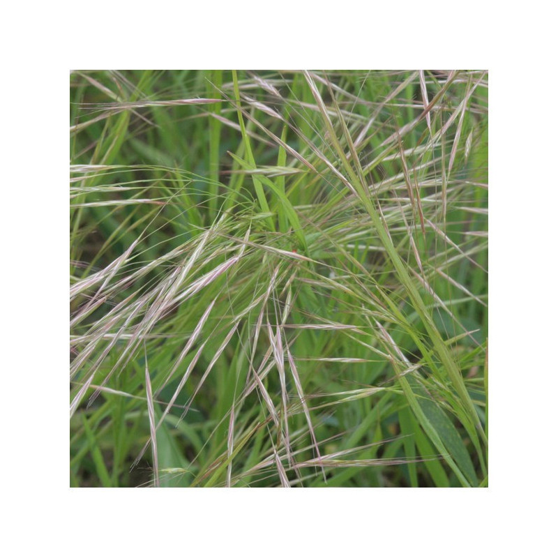 Brome JERONIMO