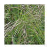 Brome JERONIMO
