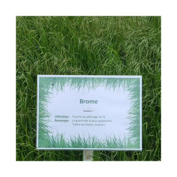 Brome JERONIMO