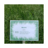 Brome JERONIMO