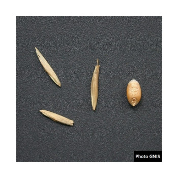 Brome JERONIMO