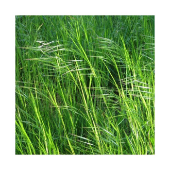 Brome JERONIMO
