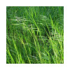 Brome JERONIMO