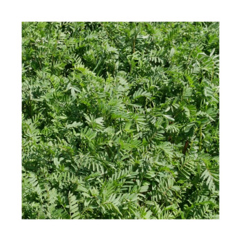 Sainfoin double en cosse - Bio