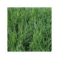 Dactyle SWANTE Bio