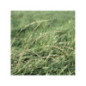 RGA 2N précoce Bio BETTY, Ray-grass Anglais Bio