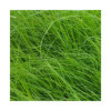 RGA 2N 1/2 Tardif GERFAUT, Ray-grass Anglais