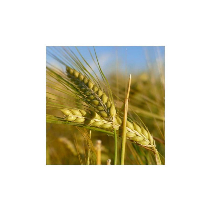 Orge hiv. 6R LG ZEBRA