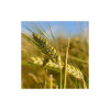 Orge hiv. 6R LG ZEBRA
