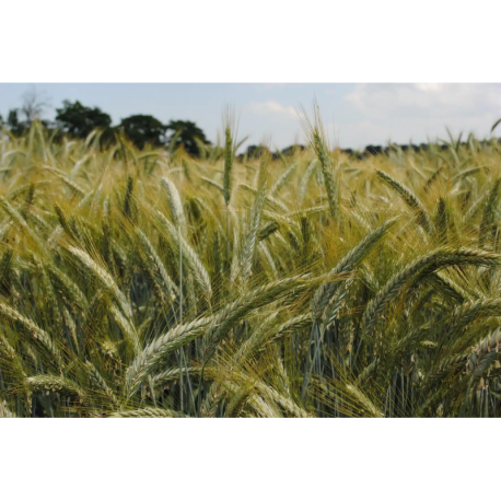 Triticale RGT RUSTILAC