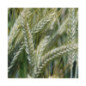 Triticale REQUIN