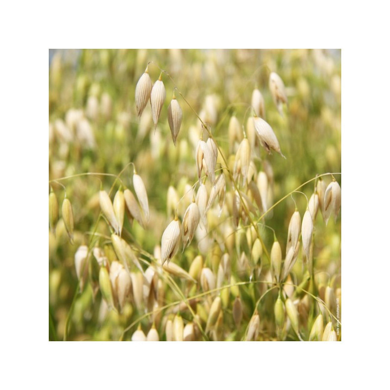 Avoine blanche printemps KWS OPALINE Avoine blanche printemps KWS OPALINE