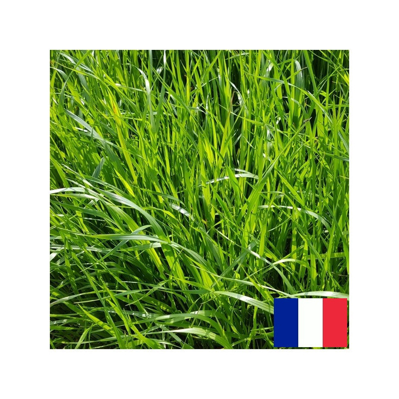 RGI (2N alt.) SPEED’DUO RGI, Ray-grass d'Italie