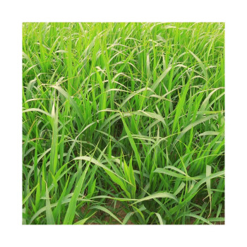 Millet perlé fourrager SPEEDFEED