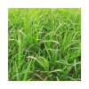 Millet perlé fourrager SPEEDFEED