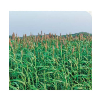 Millet perlé fourrager SPEEDFEED