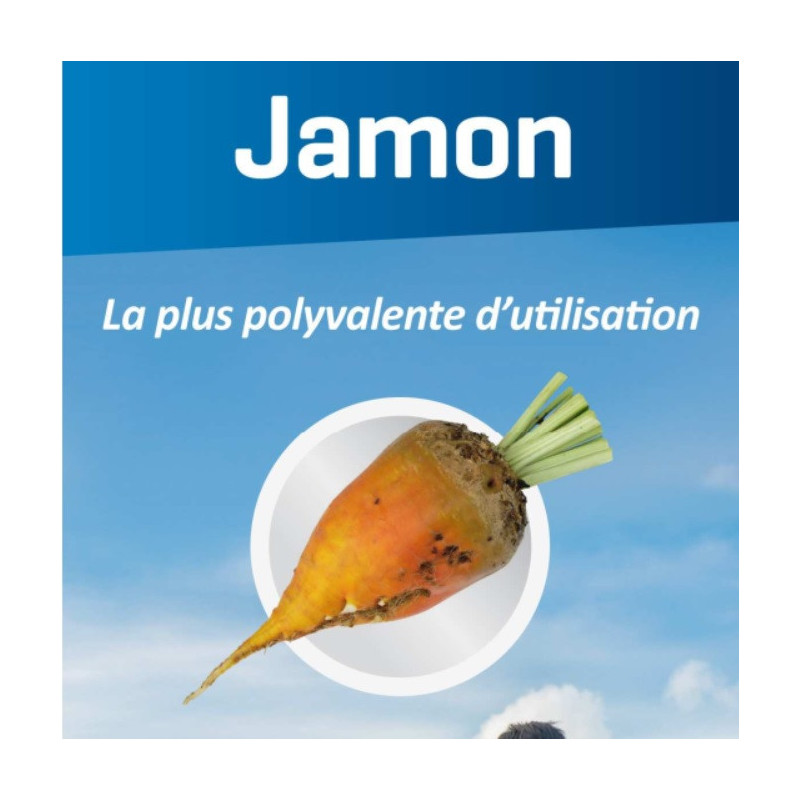 Betterave fourragère JAMON