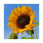 Tournesol LID 5038H