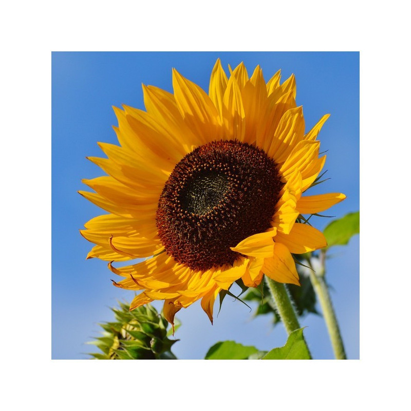 Tournesol LID 5038H BIO