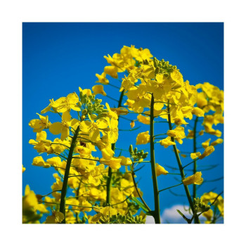 Colza HELIOTT