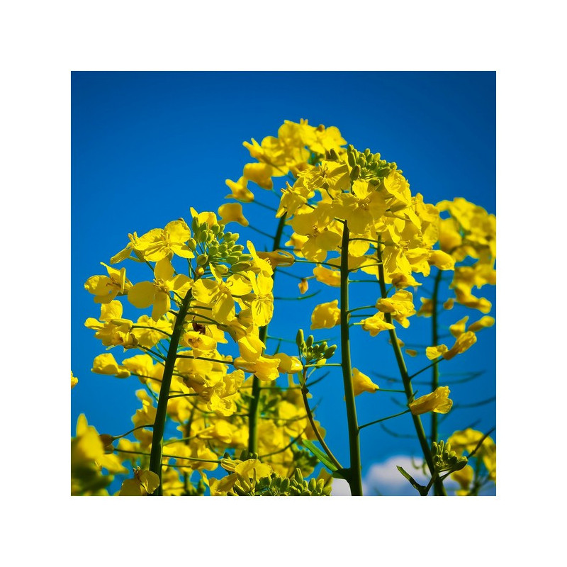 Colza HELIOTT