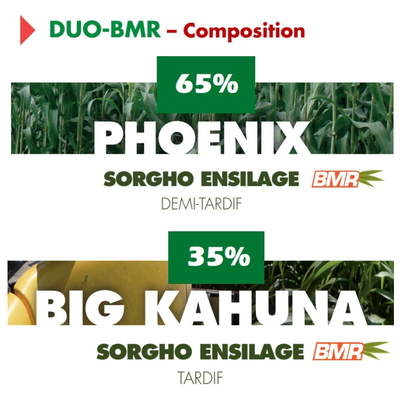 Sorgho ensilage - Mélange DUO-BMR