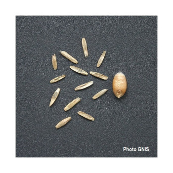 RGA 2N tardif ZORGUE, Ray-grass Anglais