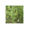 Lentille verte ANICIA