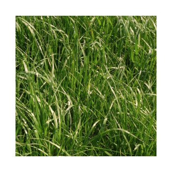 Festulolium LOFA
