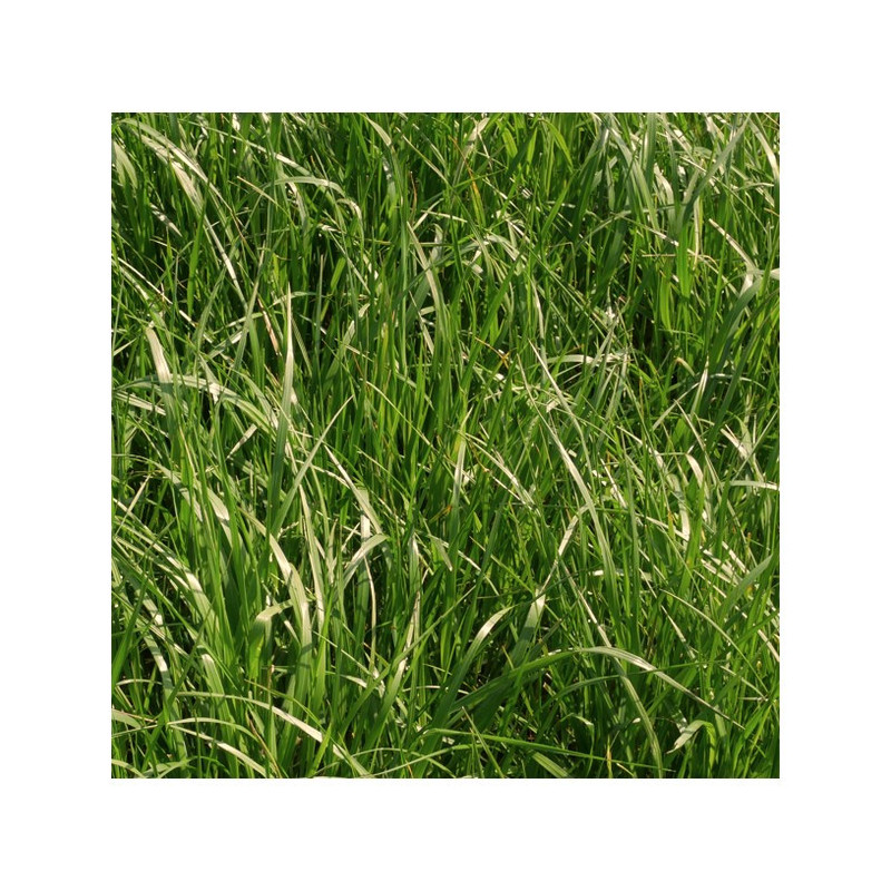 Festulolium LOFA