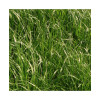 Festulolium LOFA