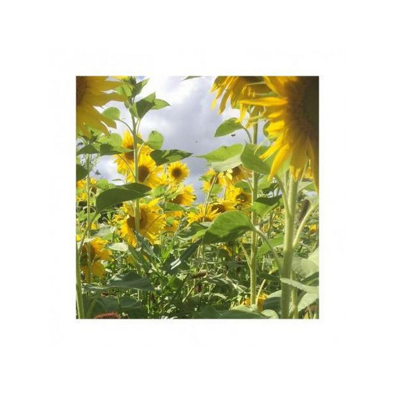 Tournesol pour CIPAN (Bio) - PEREDOVIK