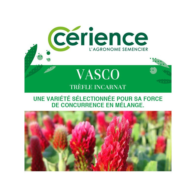Trèfle incarnat VASCO