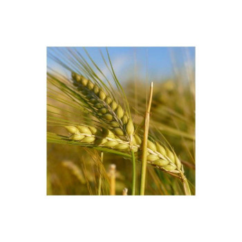 Orge hiv. 6R KWS ZEBRA