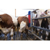 Brosse HAPPYCOW Bully