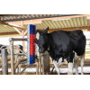 Brosse HAPPYCOW Bully