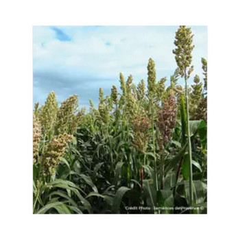 Sorgho ensilage - ARIGATO