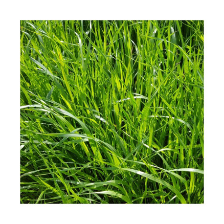 RGI 2N alternatif ESTANZUELA 284, Ray-grass d'Italie