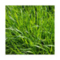 RGI 2N alternatif ESTANZUELA 284, Ray-grass d'Italie