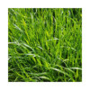 RGI 2N alternatif ESTANZUELA 284, Ray-grass d'Italie